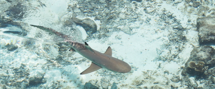 Hua Hin shark