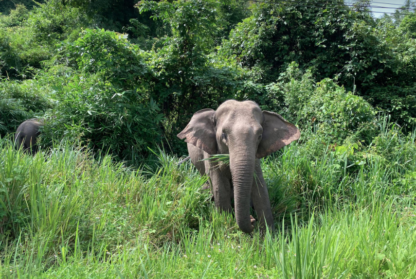 Elephant near Pala U